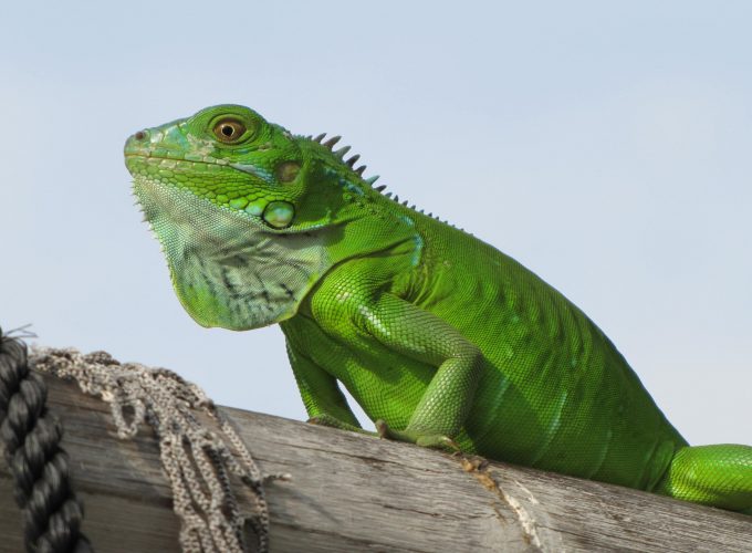 Wallpaper iguana, green, 4k, Animals 547979030